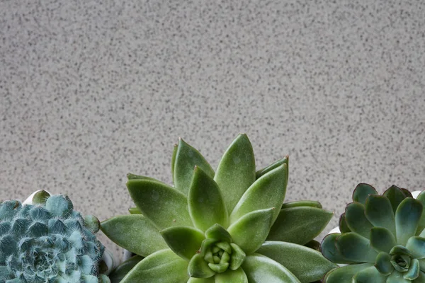 Plantas Suculentas Verdes Echeveria Sobre Fondo Piedra Gris — Foto de Stock