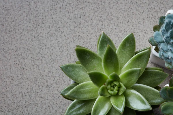 Grüne Sukkulente Echeveria Auf Grauem Steinhintergrund — Stockfoto