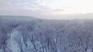 Karlı kış ağaçlarının hava manzarası, video