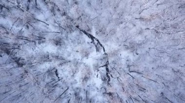 Karlı kış ağaçlarının hava manzarası, video