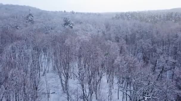 Letecký Pohled Zasněžené Zimní Stromy Video — Stock video