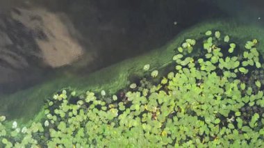 Birçok sulu yapraklı su dalgalanması, video