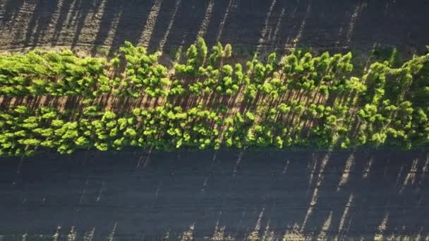 Rundumblick Von Der Drohne Auf Die Landschaft Feldwege Und Landwirtschaftliche — Stockvideo