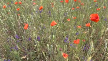 Mavi küçük çiçekler ve çayırdaki kırmızı gelincikler, video.