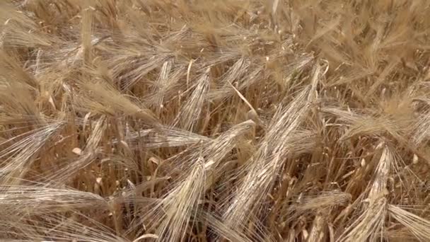 Ears Wheat Background Video — Stock Video