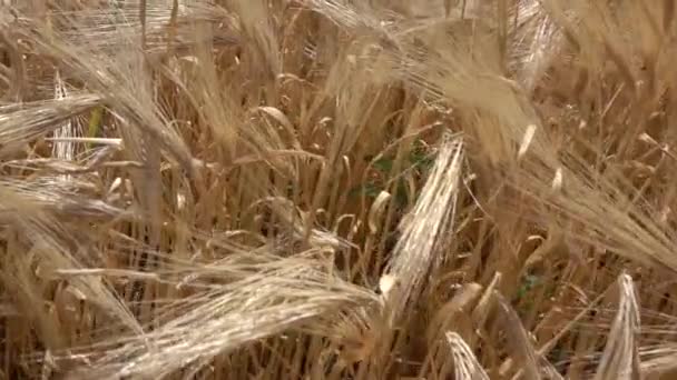 Ears Wheat Background Video — Stock Video