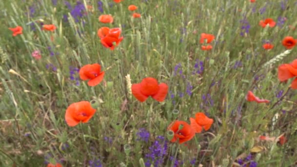 Blaue Kleine Blumen Und Rote Mohnblumen Auf Der Wiese Video — Stockvideo