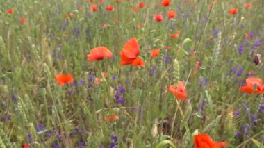 Mavi küçük çiçekler ve çayırdaki kırmızı gelincikler, video.