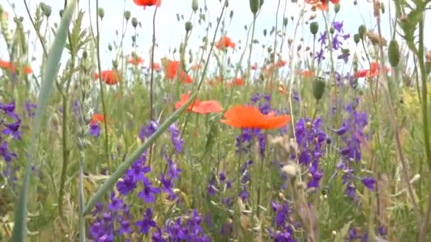 Petites Fleurs Bleues Coquelicots Rouges Dans Prairie Vidéo — Video