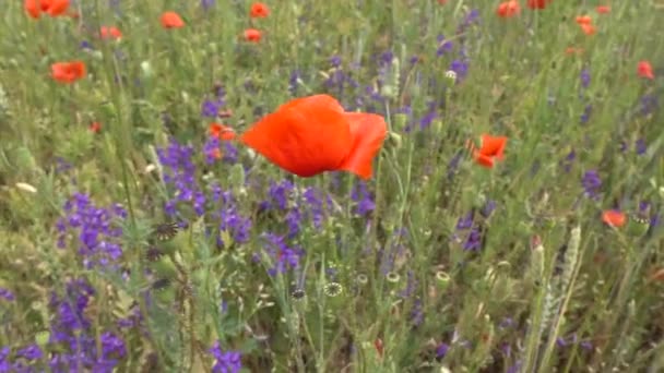 Голубые Маленькие Цветы Красные Маки Лугу Видео — стоковое видео