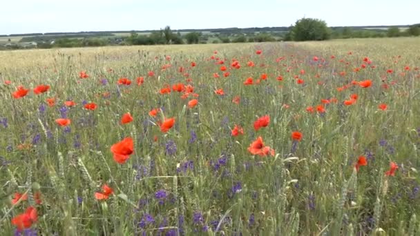 Petites Fleurs Bleues Coquelicots Rouges Dans Prairie Vidéo — Video