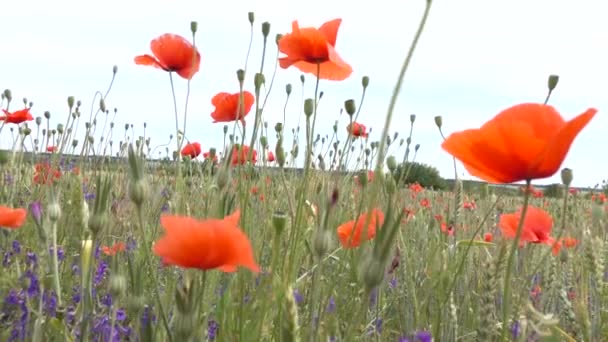 Flores Pequeñas Azules Amapolas Rojas Prado Video — Vídeos de Stock