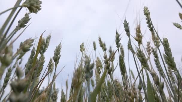Зеленые Уши Пшеничного Фона Видео — стоковое видео