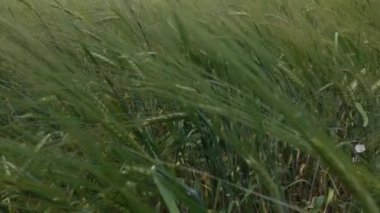 yeşil buğday arka planı, video