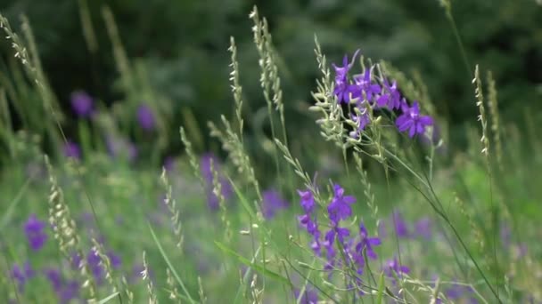 Petites Fleurs Bleues Poussant Dans Herbe Verte Fraîche Dans Prairie — Video