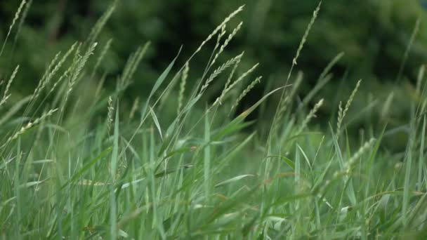 Fond Herbe Verte Sur Champ Vert Vidéo — Video