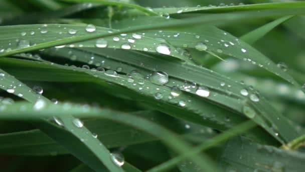 Hierba Verde Con Gotas Rocío Vídeo — Vídeo de stock