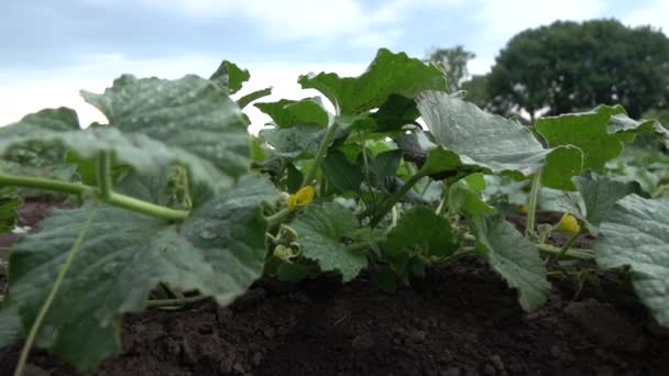 Groene Komkommer Planten Groeien Het Veld Video — Stockvideo