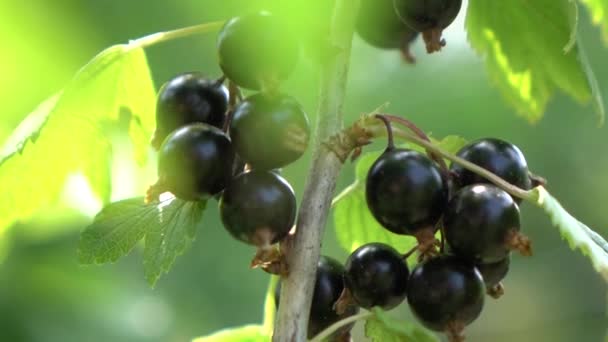 Black Currant Ripening Bush Branches Video — Stock Video