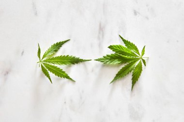 Fotokopi alanı olan gri mermer arka planda taze yeşil marihuana yaprakları. Düz yatıyordu. Tıbbi pupozlar için esrar kullanımı kavramı.