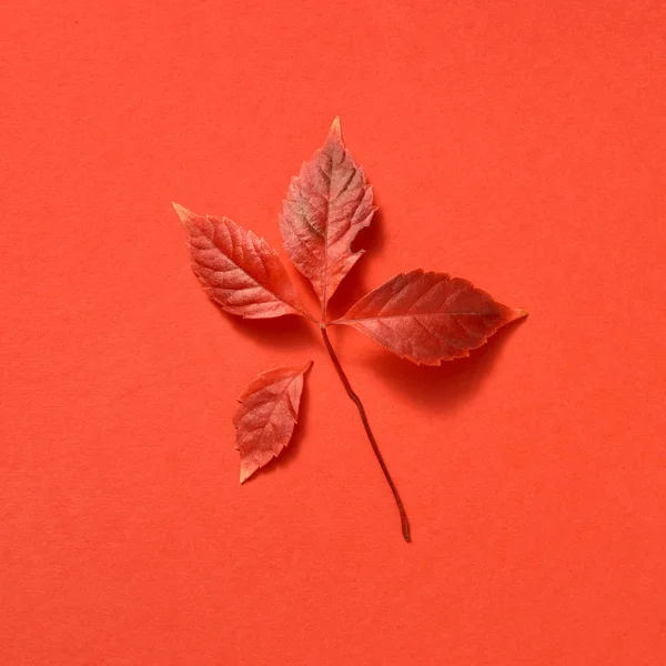 Rot Gefärbtes Herbst Traubenblatt Mit Weichen Schatten Auf Korallenfarbenem Hintergrund — Stockfoto