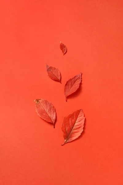 Cartão Saudação Com Folhas Outono Coloridas Fundo Coral Com Sombras — Fotografia de Stock