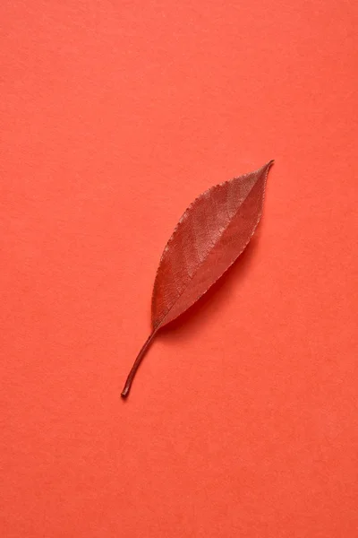 Felicitaciones Postal Hoja Otoño Colores Sobre Fondo Coral Con Espacio — Foto de Stock