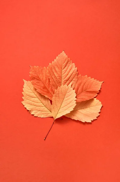 Glückwunschpostkarte Handgefertigt Aus Bunten Herbstblättern Auf Korallenfarbenem Hintergrund Mit Weichen — Stockfoto