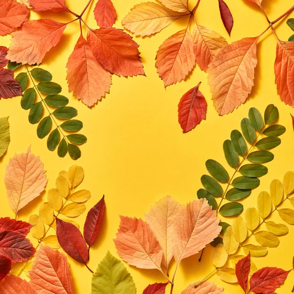 Félicitation Automne Multicolore Cadre Sur Fond Jaune Avec Des Ombres — Photo