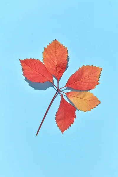 Dekoracyjny Jesień Kolorowe Liście Wzór Twardymi Cieniami Jasnoniebieskim Tle Przestrzeń — Zdjęcie stockowe