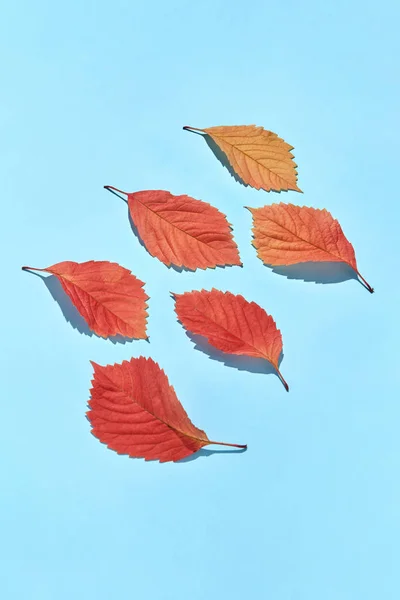 Handgefertigte Dekorative Grußkarte Aus Bunten Traubenblättern Mit Harten Schatten Auf — Stockfoto