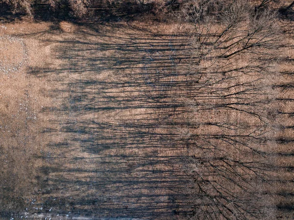 Voorjaar Landschap Van Bomen Zonder Bladeren Met Lange Schaduwen Een — Stockfoto