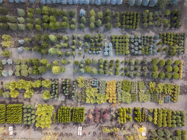 Vista Colorida Verde Cima Centro Jardim Com Diferentes Plantas Árvores — Fotografia de Stock