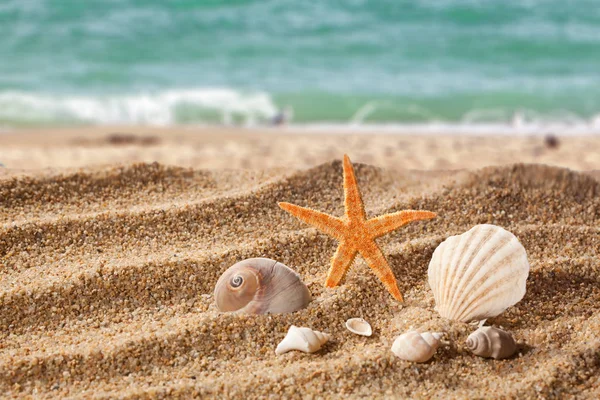 Fondo Decorativo Con Playa Arena Conchas Orgánicas Naturales Estrellas Mar —  Fotos de Stock