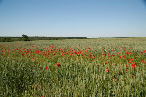 Landbouwveld Met Groene Tarwe Bloeiende Rode Papaver Bloemen Gebieden Achtergrond — Stockfoto
