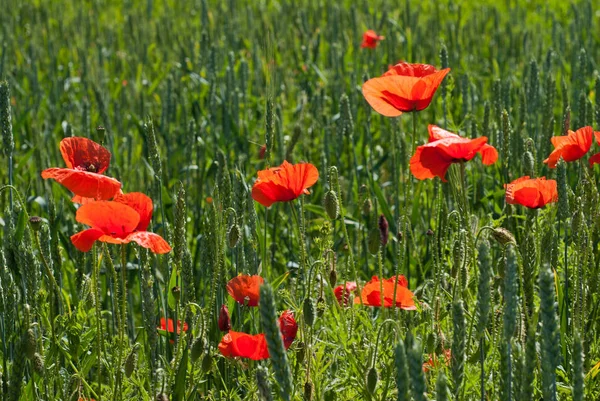 Zemědělské Pole Zelené Pšenice Květy Červeného Máku Letním Slunném Dni — Stock fotografie