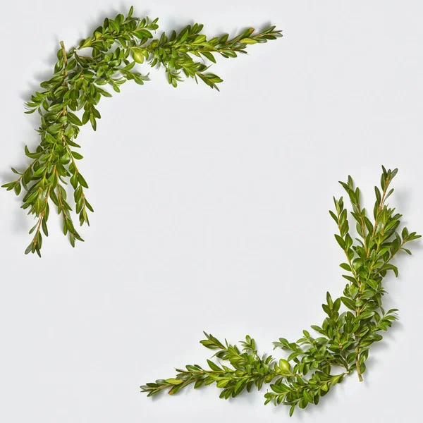 Einladung Quadratischen Eckrahmen Aus Evegrünen Blättern Zweige Auf Einem Hellgrauen — Stockfoto
