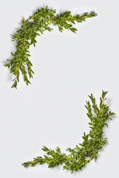 Plant Felicitatie Hoek Frame Van Tak Van Groenblijvende Boxwood Bladeren — Stockfoto