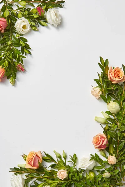 Gratulationspflanze Eckrahmen Aus Immergrünem Buchsbaumzweig Mit Korallenrosenblüten Auf Hellgrauem Hintergrund — Stockfoto