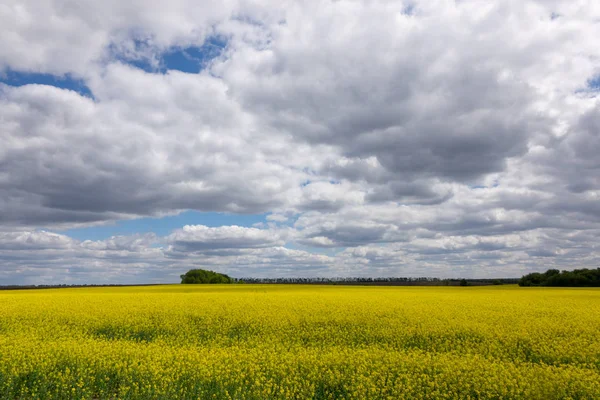 Landschapslandschap Van Landbouwgrond Worden Koolzaadvelden Geteeld Voor Plantaardige Olie Voor — Stockfoto