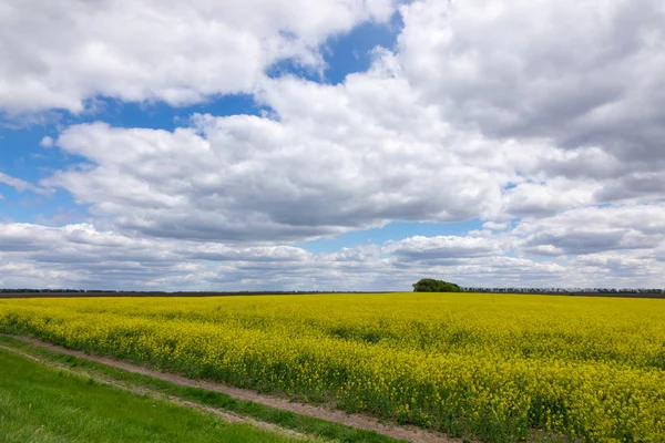 Dirt Road Fields Oilseed Rape Bloom Spring Natural Landscape Background — 스톡 사진