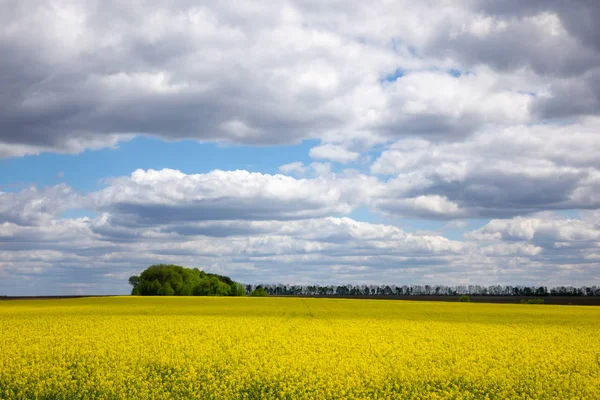 Yellow Field Flowering Rapeseed Blue Sky Clouds Rapeseed Fields Cultivated — 스톡 사진
