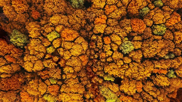 自然背景 秋天的森林是黄色和红色的 从无人机俯瞰空中 生态环境概念 — 图库照片