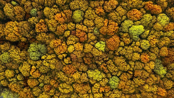 上空のドローンからの空中ビューは黄色の森の中に落ちる 赤と緑の色生態環境の概念 トップ表示 — ストック写真