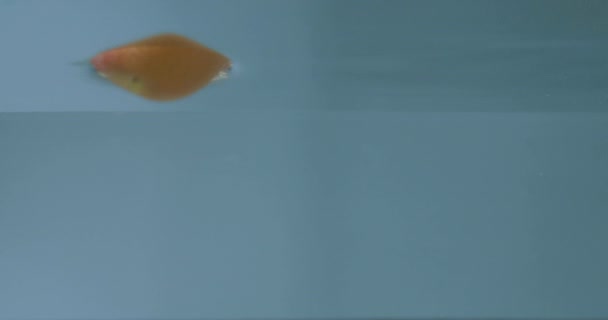 新鲜的石灰 橙子和苹果在蓝色的背景上掉进水里 — 图库视频影像