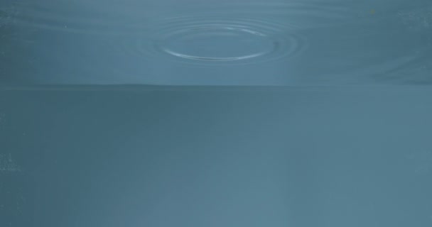 Гілочка Папороті Падає Воду — стокове відео