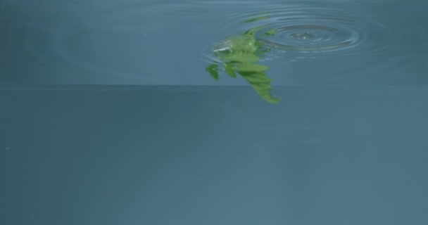 Ramita Helecho Cayendo Agua — Vídeos de Stock