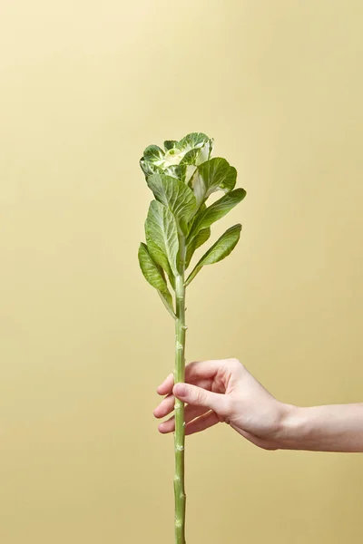 Woman Hand Holds Green Twig Tropic Leaf Plant Light Beige — 스톡 사진