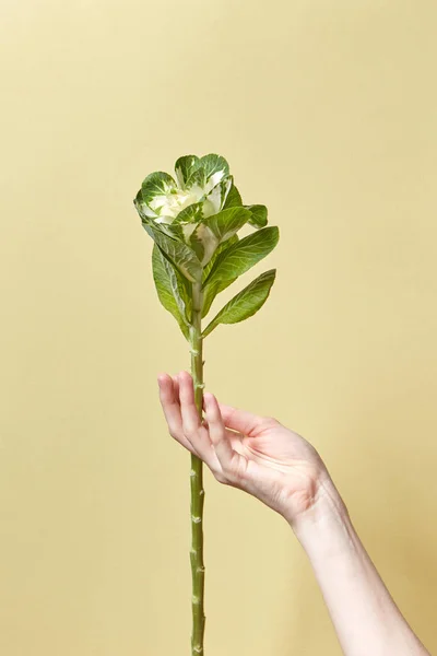 Long Fresh Natural Plant Green Leaves Female Hand Beige Background — 스톡 사진