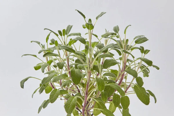 Zöld Összetétel Természetes Organikus Friss Salvia Növény Gallyaiból Világosszürke Háttérrel — Stock Fotó
